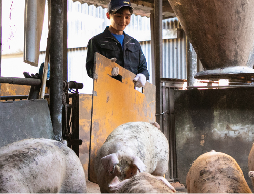 豚たちを移動させる様子