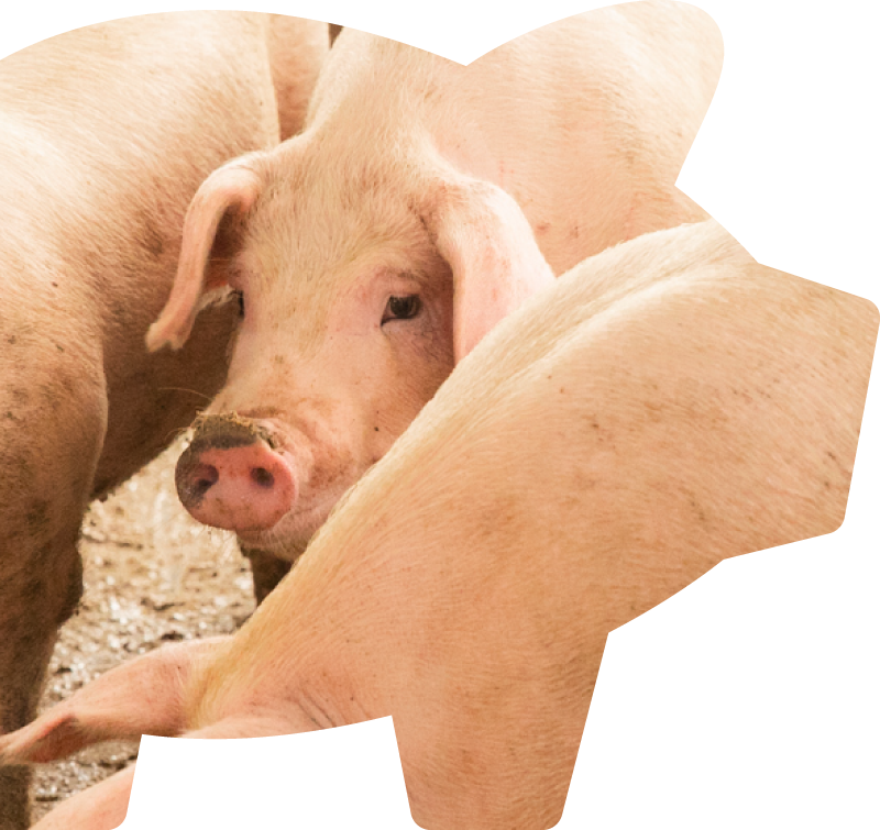 ヤマショウの魅力