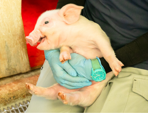 子豚を抱える様子