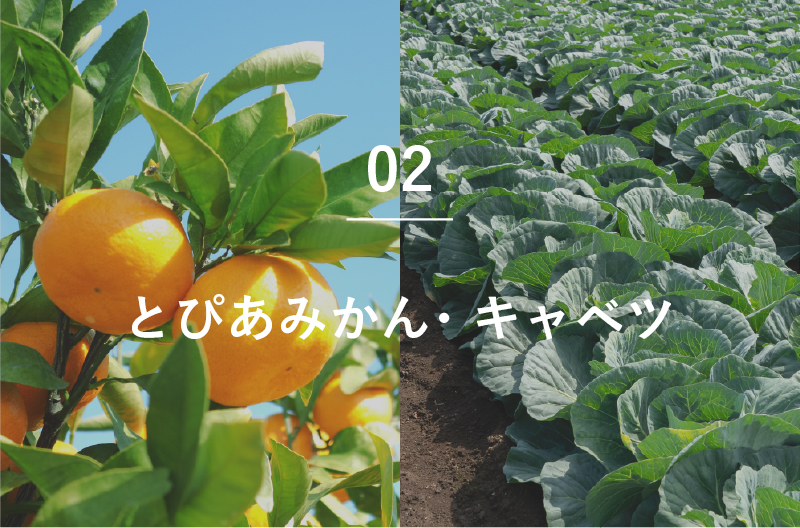 みかん・キャベツ
