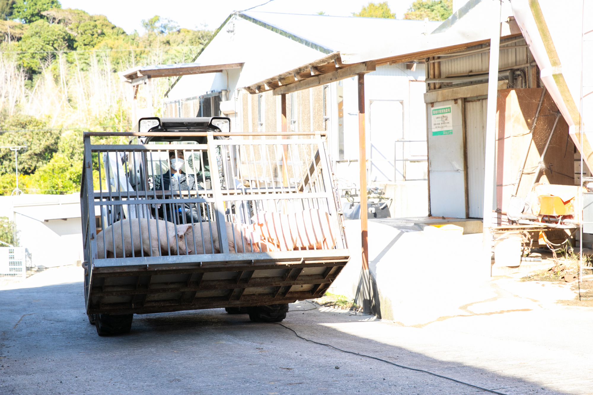 ボブキャット　豚移動